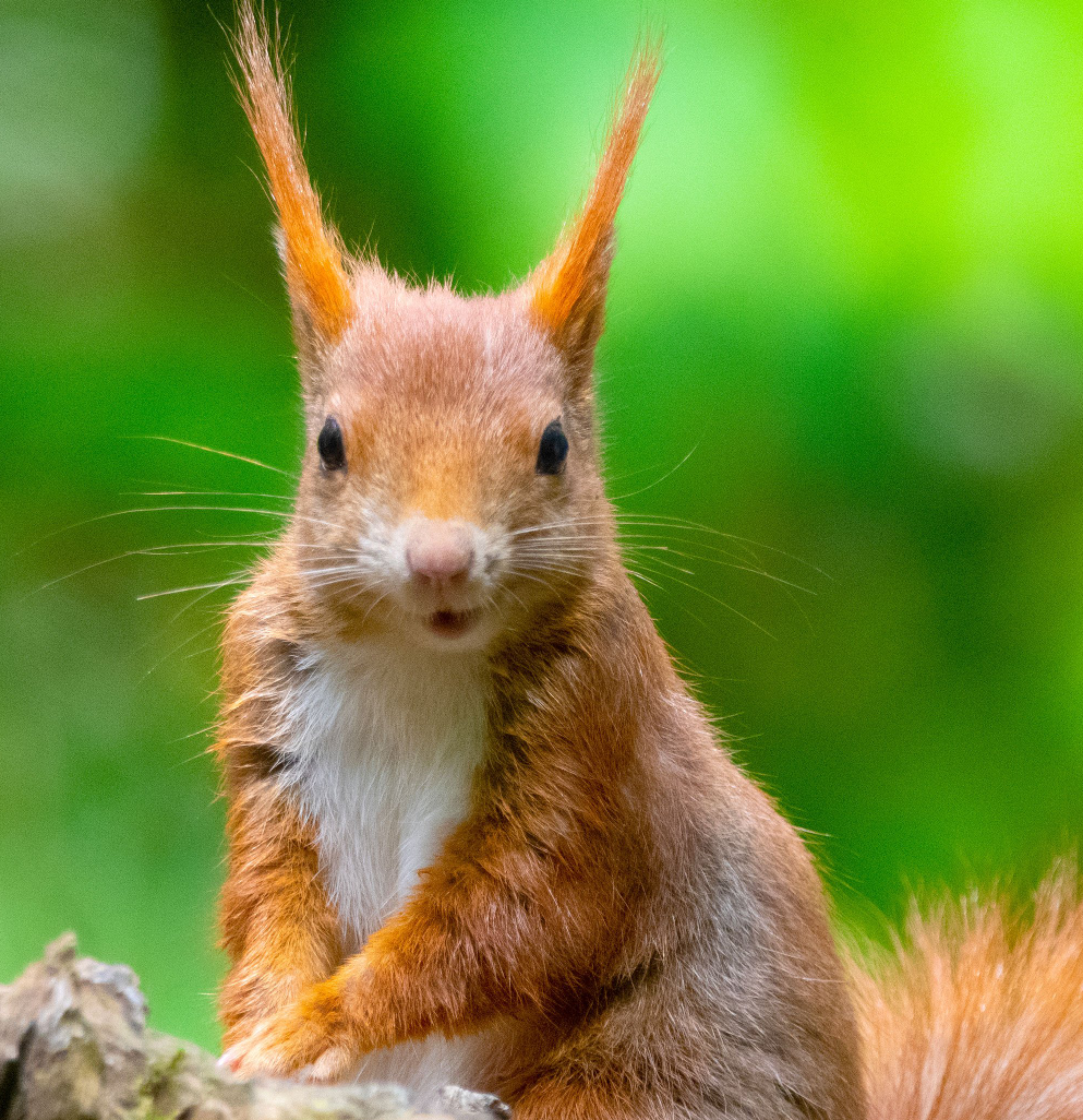 Popup stream OME special